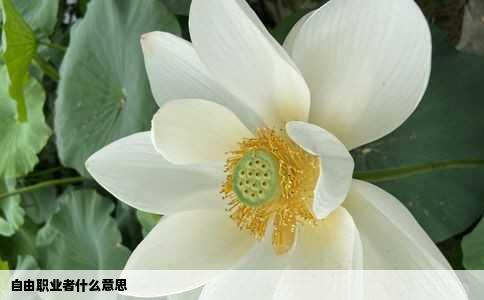 自由职业者什么意思