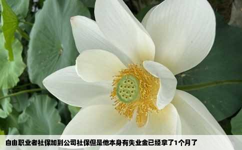 自由职业者社保加到公司社保但是他本身有失业金已经拿了1个月了