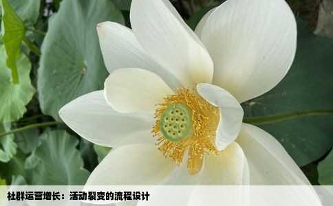 社群运营增长：活动裂变的流程设计