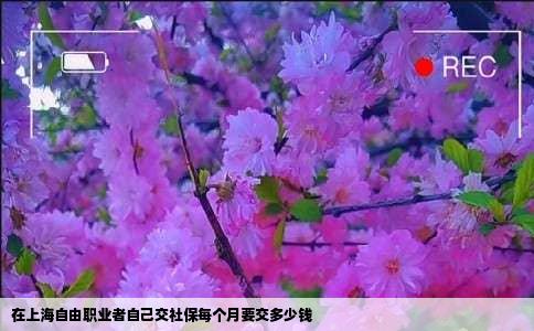 在上海自由职业者自己交社保每个月要交多少钱