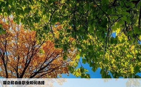 国企和自由职业如何选择