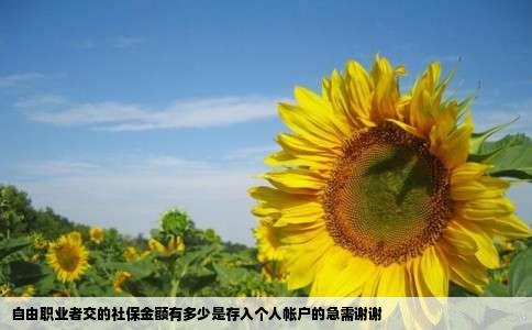自由职业者交的社保金额有多少是存入个人帐户的急需谢谢