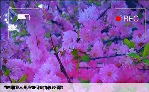 自由职业人员应如何交纳养老保险