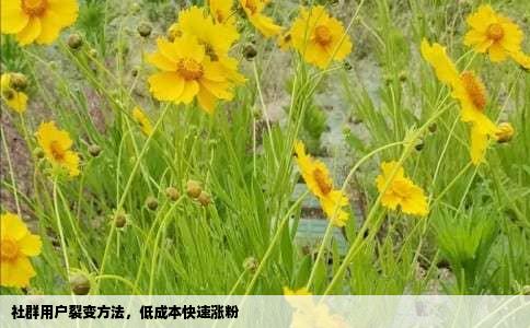 社群用户裂变方法，低成本快速涨粉