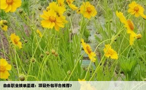 自由职业接单渠道：项目外包平台推荐？