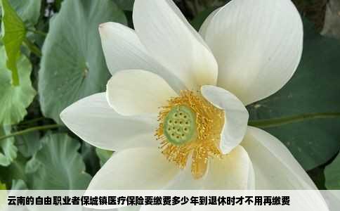 云南的自由职业者保城镇医疗保险要缴费多少年到退休时才不用再缴费