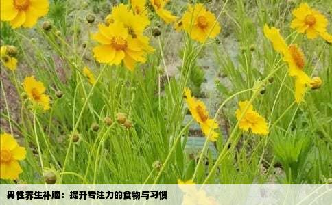 男性养生补脑：提升专注力的食物与习惯