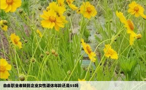 自由职业者转到企业女性退休年龄还是55吗