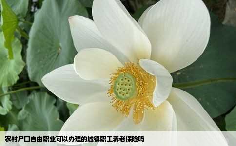 农村户口自由职业可以办理的城镇职工养老保险吗