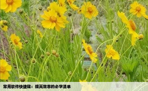 常用软件快捷键：提高效率的必学清单