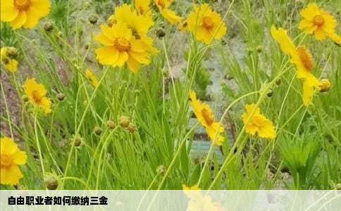 自由职业者如何缴纳三金