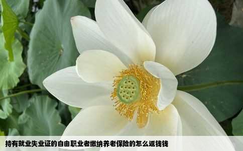 持有就业失业证的自由职业者缴纳养老保险的怎么返钱钱