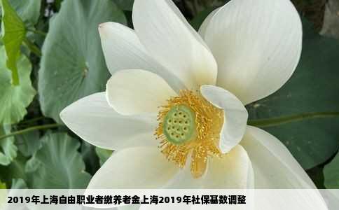 2019年上海自由职业者缴养老金上海2019年社保基数调整