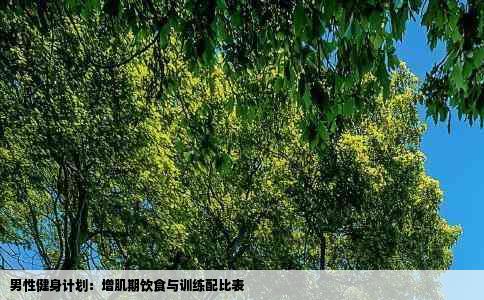 男性健身计划：增肌期饮食与训练配比表