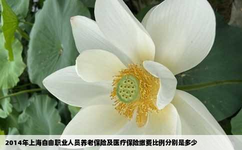 2014年上海自由职业人员养老保险及医疗保险缴费比例分别是多少
