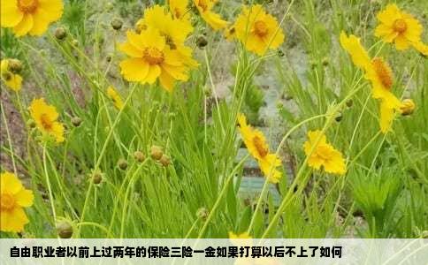 自由职业者以前上过两年的保险三险一金如果打算以后不上了如何