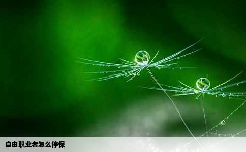 自由职业者怎么停保