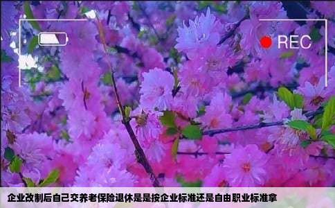 企业改制后自己交养老保险退休是是按企业标准还是自由职业标准拿