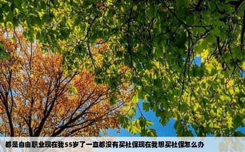 都是自由职业现在我55岁了一直都没有买社保现在我想买社保怎么办