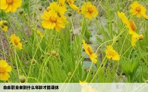 自由职业者到什么年龄才能退休