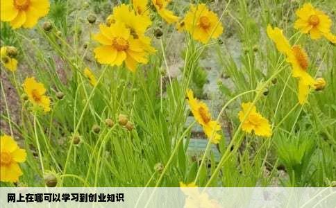 网上在哪可以学习到创业知识