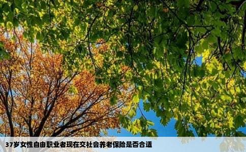 37岁女性自由职业者现在交社会养老保险是否合适