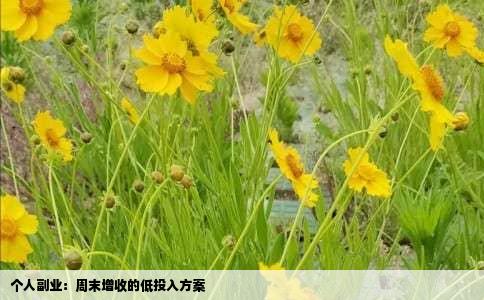 个人副业：周末增收的低投入方案