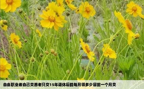自由职业者自己交养老只交15年退休后能每月领多少目前一个月交