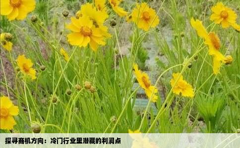 探寻商机方向：冷门行业里潜藏的利润点