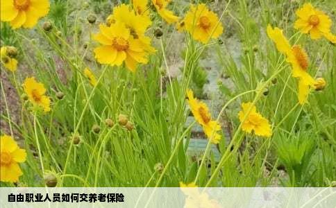 自由职业人员如何交养老保险