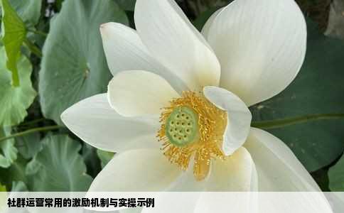 社群运营常用的激励机制与实操示例