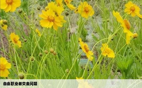 自由职业者交金问题