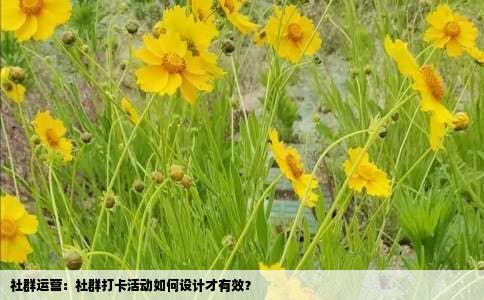 社群运营：社群打卡活动如何设计才有效？