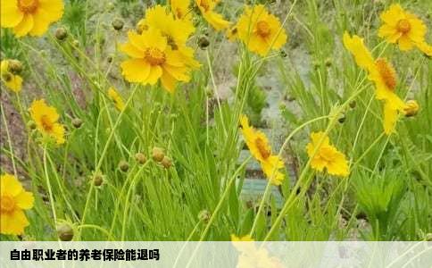 自由职业者的养老保险能退吗