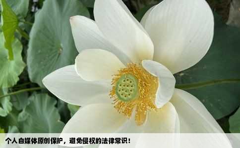 个人自媒体原创保护，避免侵权的法律常识！