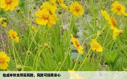 低成本创业项目风险，风险可控更安心