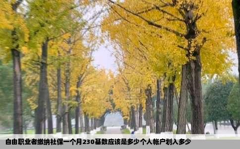 自由职业者缴纳社保一个月230基数应该是多少个人帐户划入多少