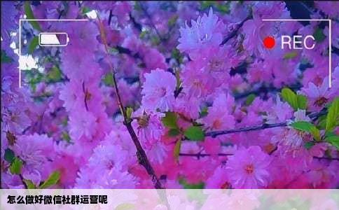 怎么做好微信社群运营呢