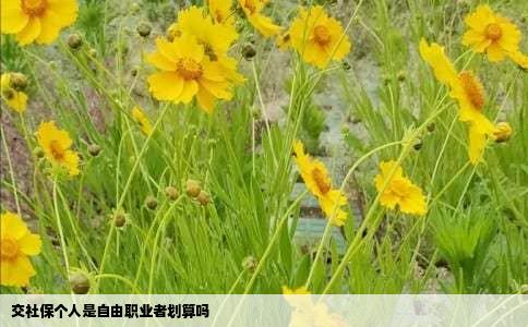 交社保个人是自由职业者划算吗