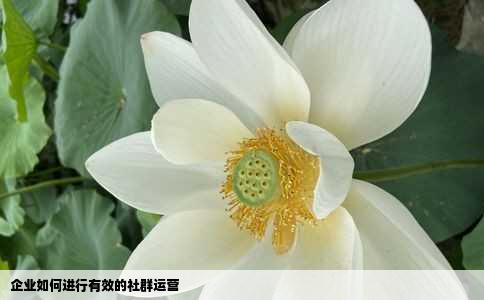 企业如何进行有效的社群运营