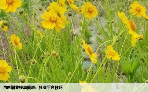 自由职业接单渠道：社交平台技巧