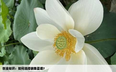 创业知识：如何选择销售渠道？