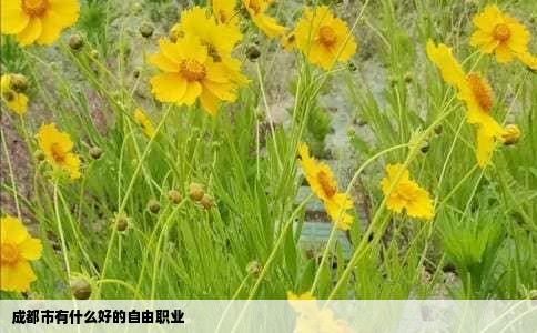 成都市有什么好的自由职业