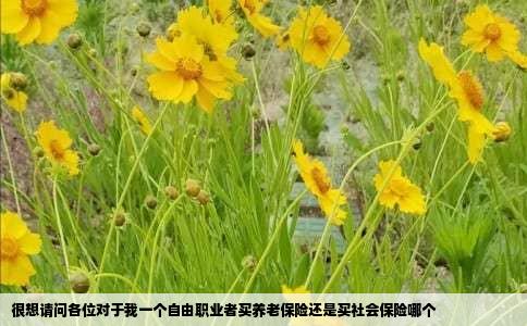 很想请问各位对于我一个自由职业者买养老保险还是买社会保险哪个
