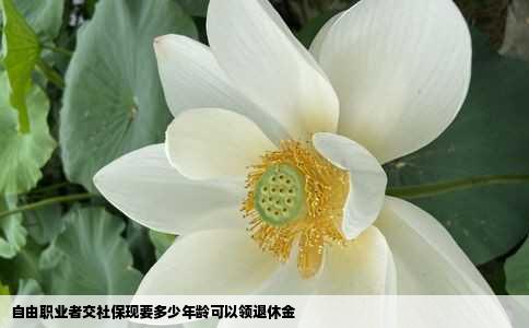 自由职业者交社保现要多少年龄可以领退休金