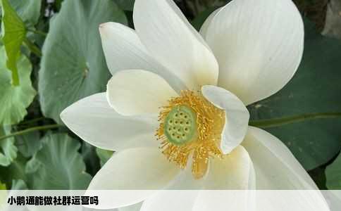 小鹅通能做社群运营吗