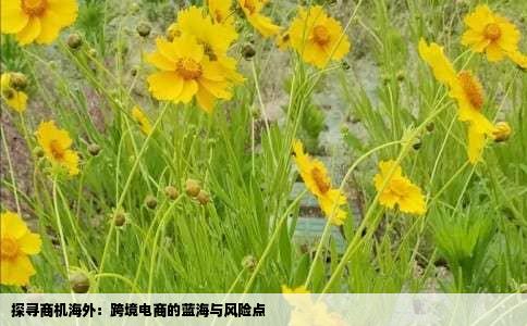 探寻商机海外：跨境电商的蓝海与风险点