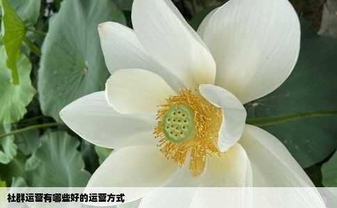 社群运营有哪些好的运营方式