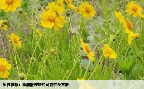 男性健康：脂肪肝逆转的可能性及方法